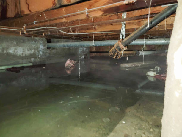 Best Flood restoration services  in Panama City, FL
