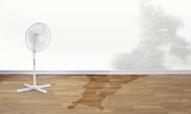 Best Mold removal after water damage  in Panama City, FL