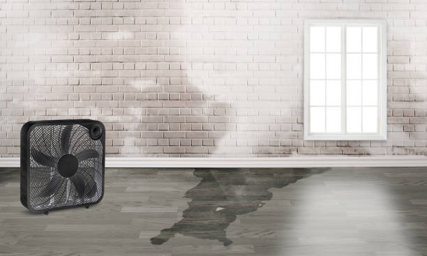 Best Flood damage cleanup  in Panama City, FL
